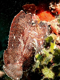 Sipadan_2015_Poisson scorpion feuille_Taenianotus triacanthus_IMG_2692_rc